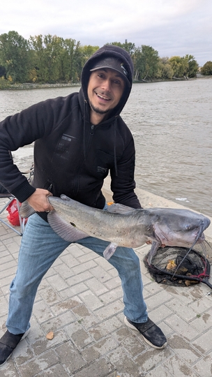 Channel Catfish
