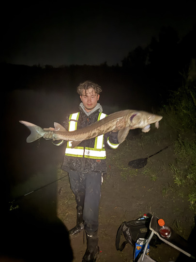 Lake Sturgeon