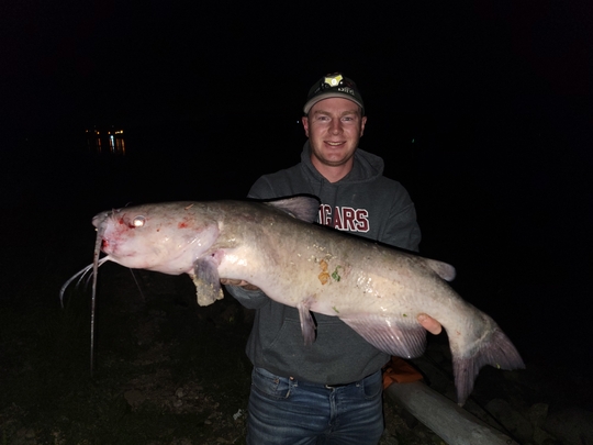 Channel Catfish
