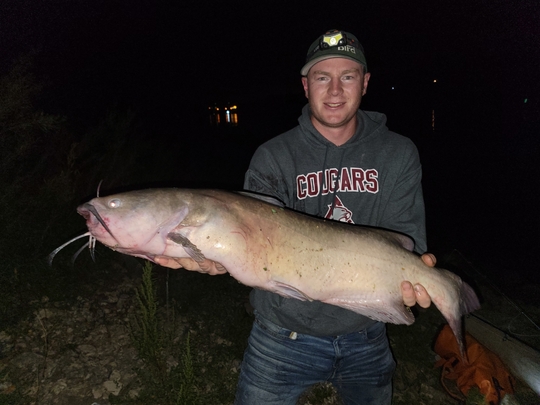 Channel Catfish