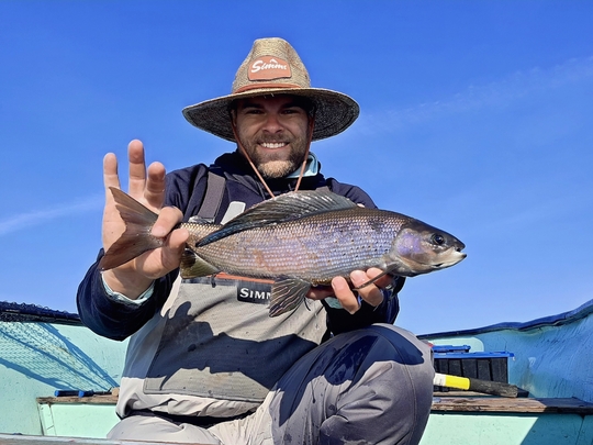 Arctic Grayling