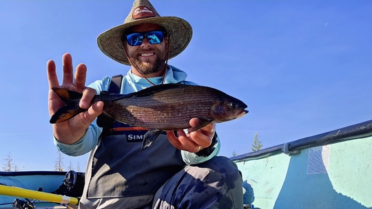 Arctic Grayling