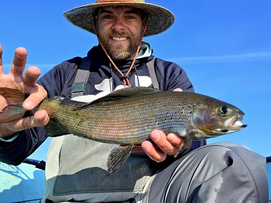 Arctic Grayling