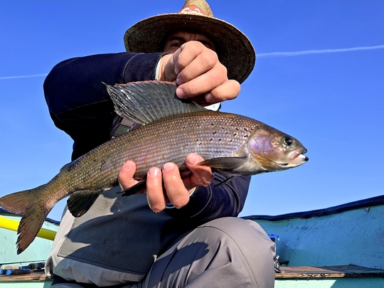 Arctic Grayling