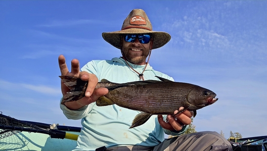 Arctic Grayling