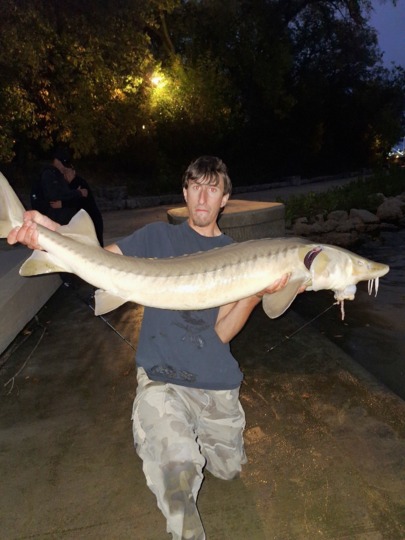 Lake Sturgeon