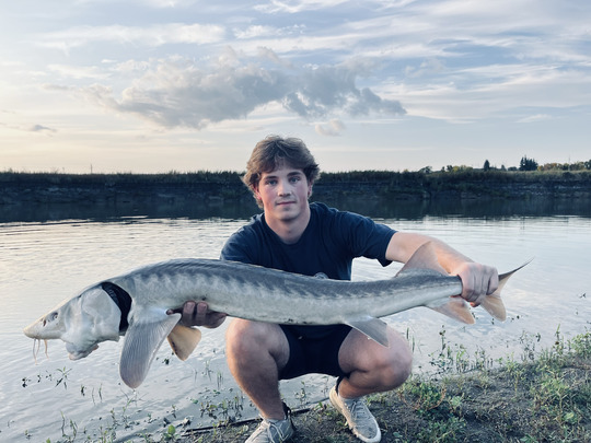 Lake Sturgeon