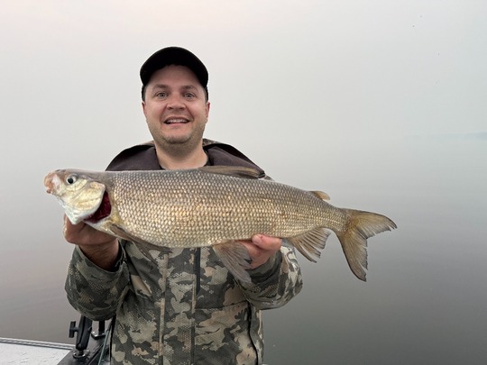 Lake Whitefish