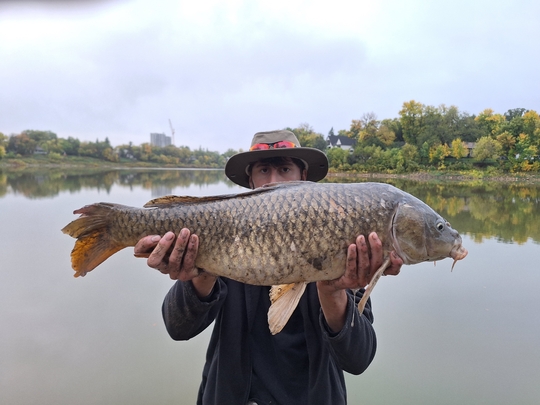 Common Carp