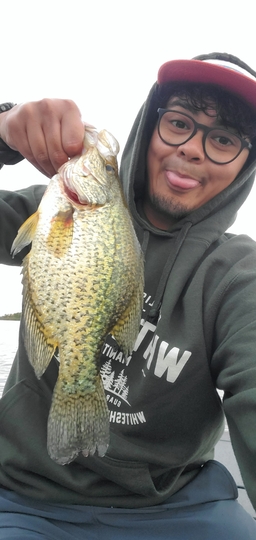 Black Crappie