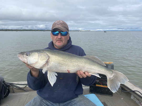 Walleye