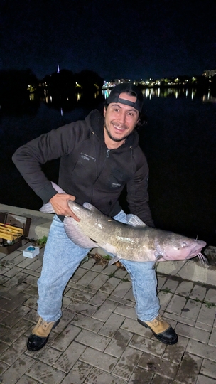 Channel Catfish