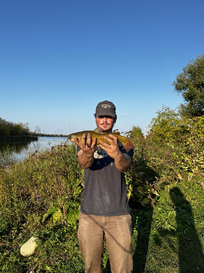 Bullhead