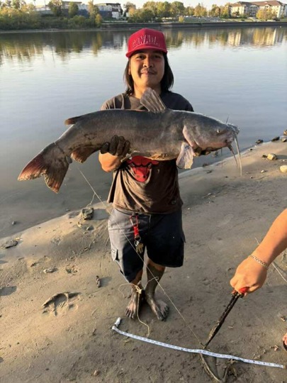 Channel Catfish