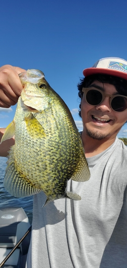 Black Crappie