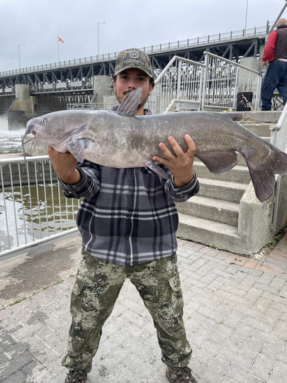 Channel Catfish