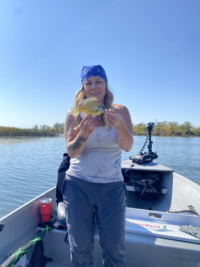 Sunfish