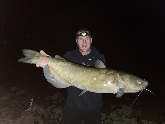 Channel Catfish