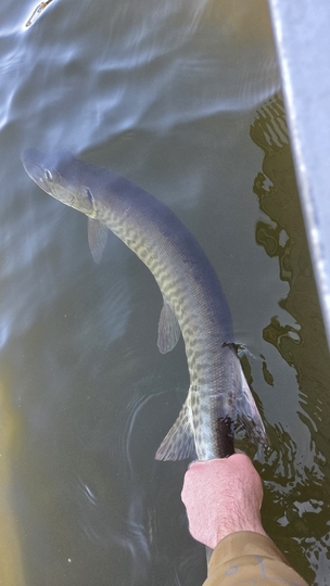 Muskellunge