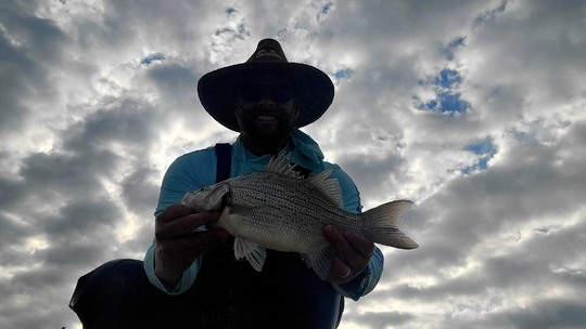 White Bass