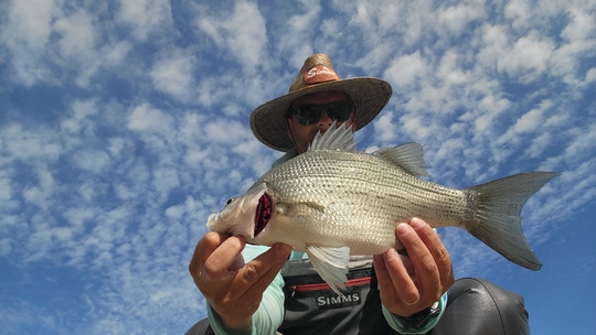 White Bass