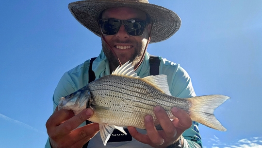 White Bass
