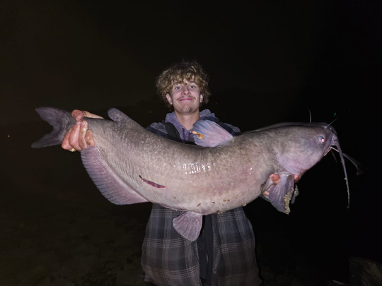 Channel Catfish