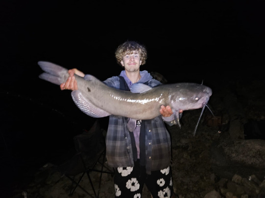Channel Catfish
