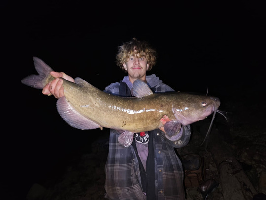 Channel Catfish