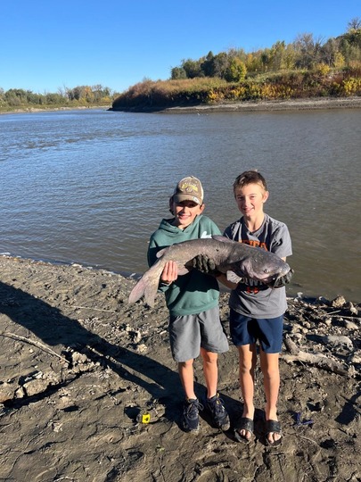 Channel Catfish