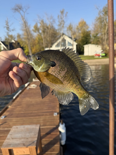 Sunfish