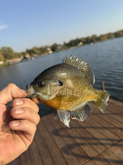 Sunfish
