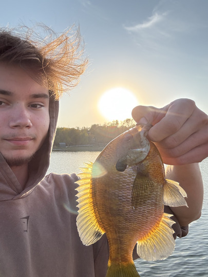 Sunfish