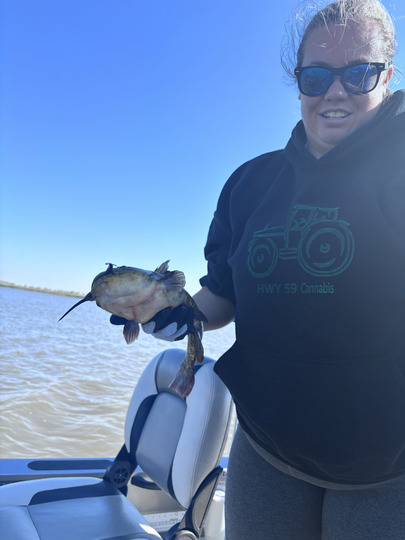 Bullhead