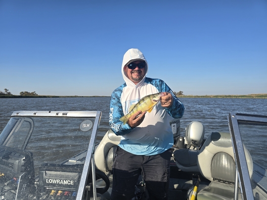 Yellow Perch