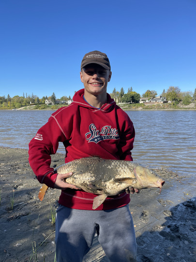 Common Carp