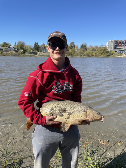 Common Carp