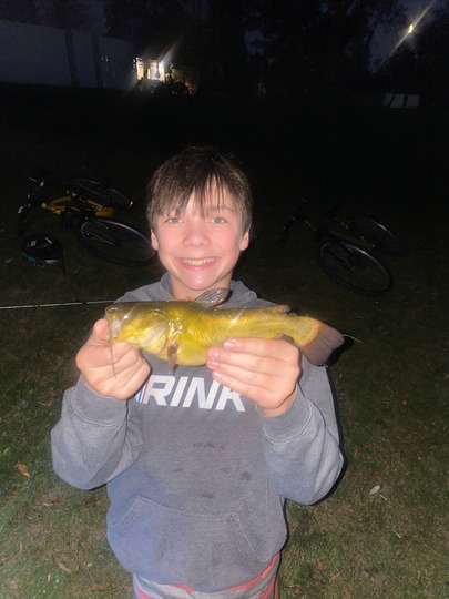 Bullhead