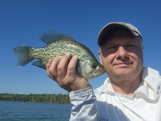 Black Crappie
