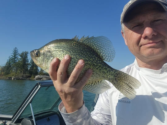 Black Crappie