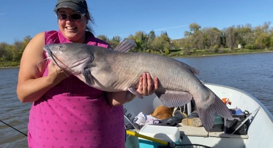 Channel Catfish