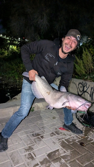 Channel Catfish
