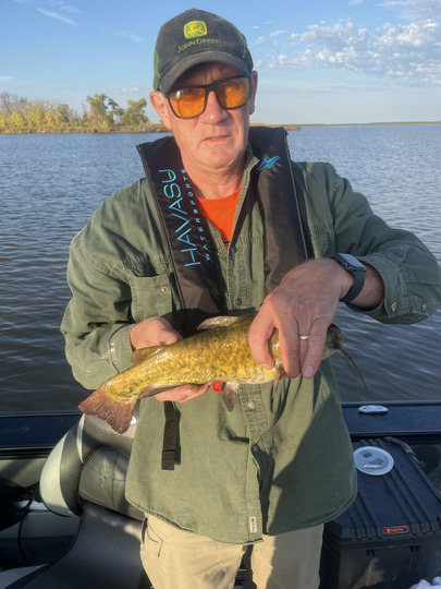 Bullhead