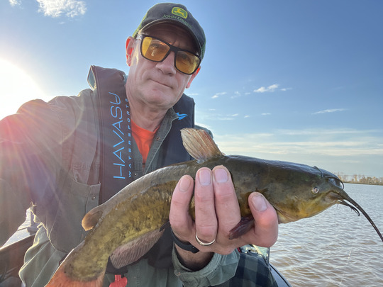 Bullhead