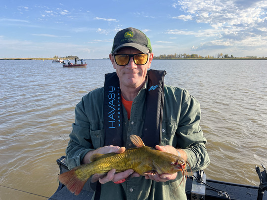 Bullhead