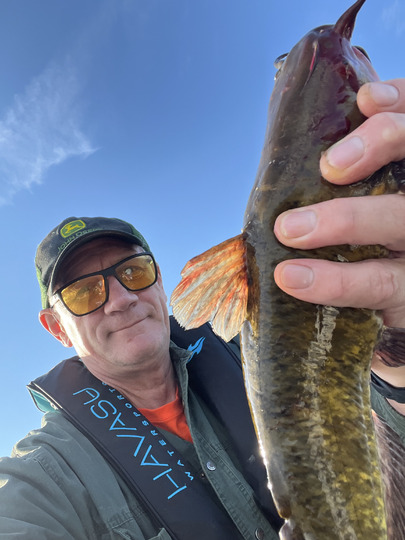 Bullhead