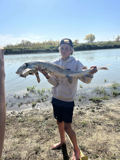 Lake Sturgeon