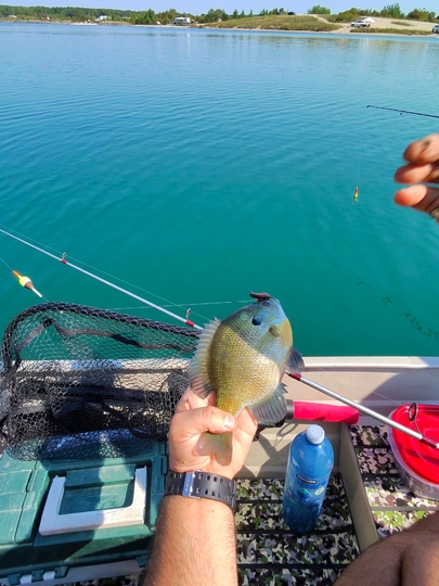 Sunfish