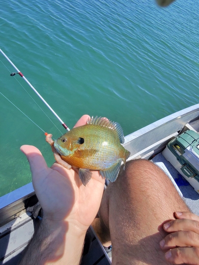 Sunfish