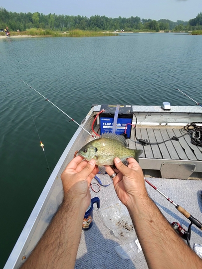 Sunfish